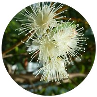 Syzygium Paniculatum