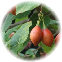 Tamarillo - Solanum Betaceum