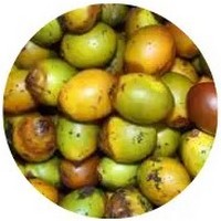 Umari: Poraqueiba Sericea