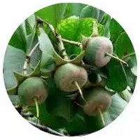 Urava - Genipa Americana