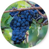 Uva: Vitis Vinifera