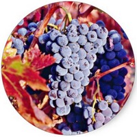 Uva: Vitis Vinifera
