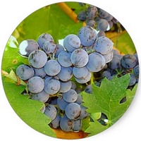 Uva: Vitis Vinifera