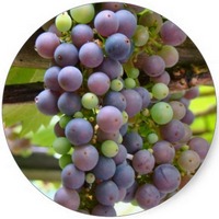 Uva: Vitis Vinifera