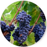 Uva: Vitis Vinifera