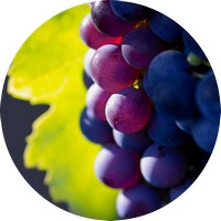 Uva: Vitis Vinifera