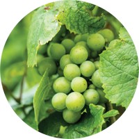 Uva: Vitis Vinifera