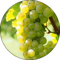 Uva: Vitis Vinifera