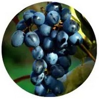 Uva: Vitis Vinifera
