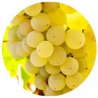 Uva Xarel-lo