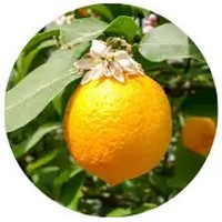 Vangueria Madagascariensis - Voa Vanga