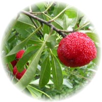 Myrica Rubra - Yangmei