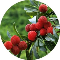 Myrica Rubra - Yangmei