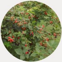 Thornless blackberry - Rubus Ulmifolius
