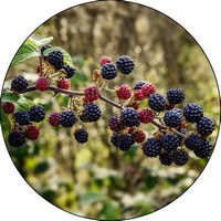 Thornless blackberry - Rubus Ulmifolius