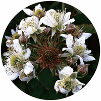 Zarzamora - Blackberry