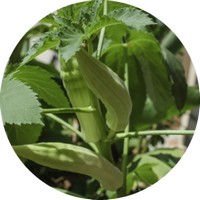 Abelmoschus Esculentus - Okra