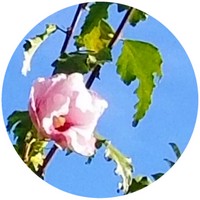 Abelmoschus Esculentus - Okra