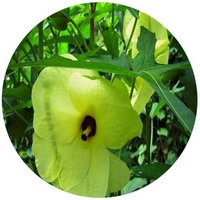 Abelmoschus Manihot