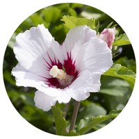 Abelmoschus Moschatus - Ambrette