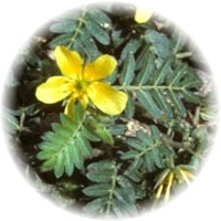 Tribulus Terrestris - Abrojo