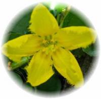 Tribulus Terrestris - Abrojo