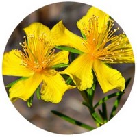 Tribulus Terrestris - Abrojo
