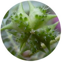 Tribulus Terrestris