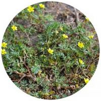 Tribulus Terrestris