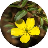 Tribulus Terrestris