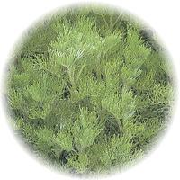 Abrotano-Artemisia Abrotanum