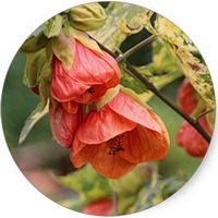 Abutilon Indicum