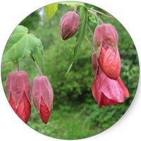 Abutilon Indicum