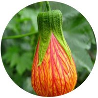 Abutilon Indicum