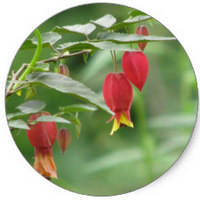 Abutilon