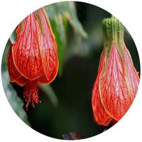 Abutilon Striatum