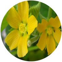 Abutilon Theophrasti