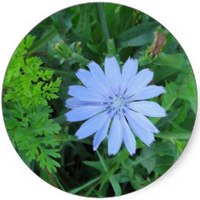 Achicoria: Cichorium Intybus