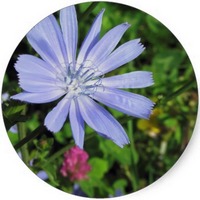 Achicoria: Cichorium Intybus