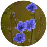 Achicoria: Cichorium Intybus - Chicory