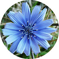 Achicoria: Cichorium Intybus