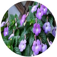 Achimenes Grandiflora