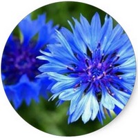 Aciano: Centaurea Cyanus