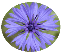 Aciano: Centaurea Cyanus