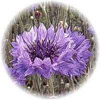 Aciano: Centaurea Cyanus