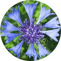 Aciano: Centaurea Cyanus