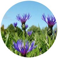 Aciano: Centaurea Cyanus