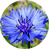 Aciano: Centaurea Cyanus