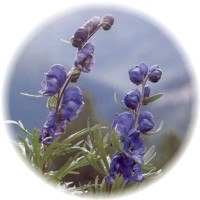 Aconitum Napellus