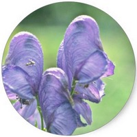 Aconitum Napellus